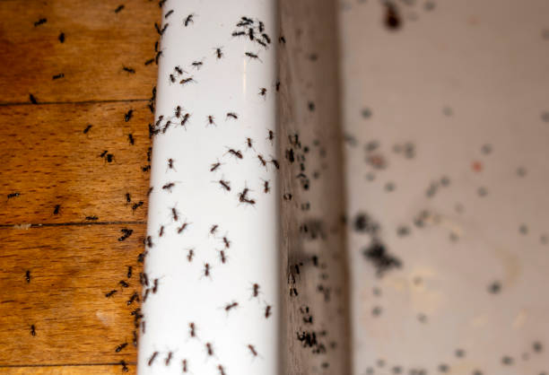 Best Local Pest Control Services  in Big Rock, IL